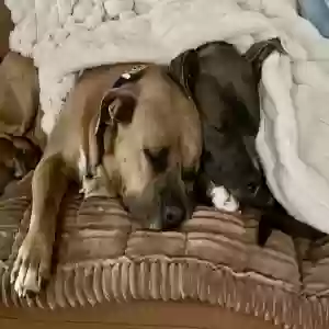 lost male dog bruno