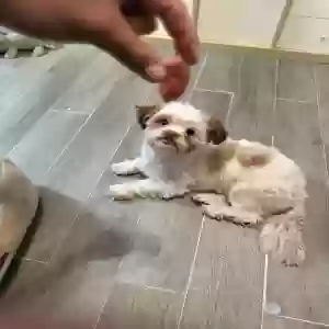 lost male dog toro