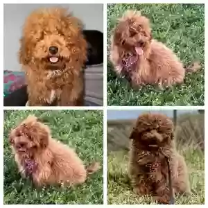 lost male dog michael-jackson