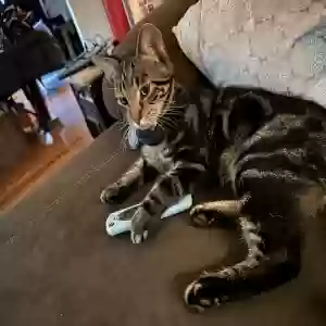 lost male cat neko