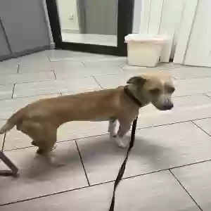 lost female dog sandy
