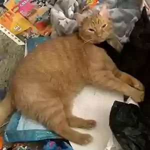 lost male cat apollo