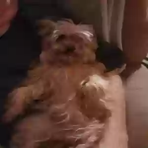 lost female dog lucy