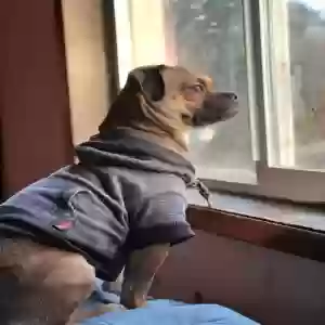 lost male dog calcifer