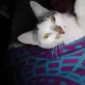 lost female cat taco