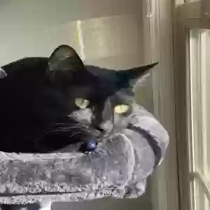 lost male cat saturn