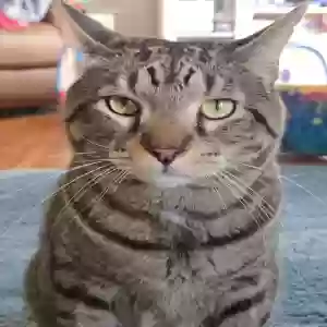 lost male cat henry