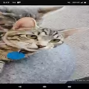 lost male cat tiger