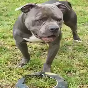lost male dog chief