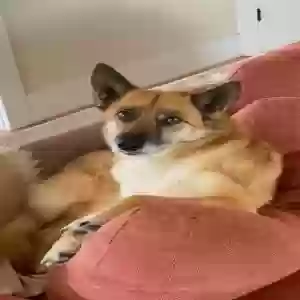 lost female dog momo