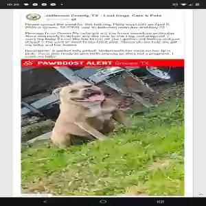 lost female dog molly