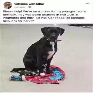 lost female dog indy