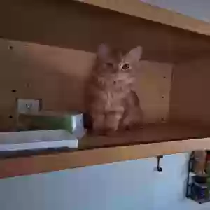lost female cat booboo