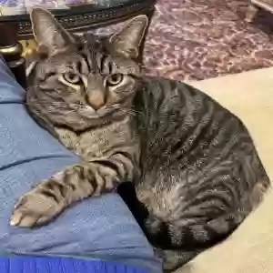lost male cat baris