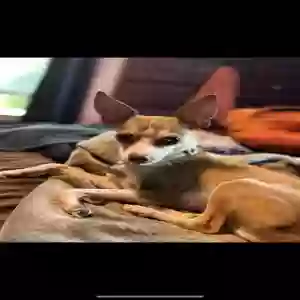 lost male dog biggie