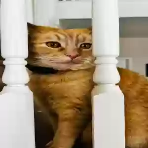lost male cat bob