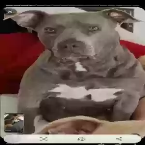 lost female dog fatgirl