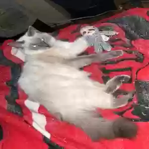 lost female cat ladybaby