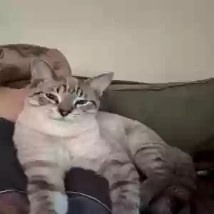 lost male cat tigger