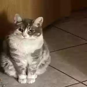lost female cat jerry garcia