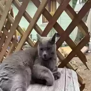 lost male cat tobias
