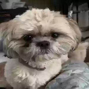 lost male dog cooper