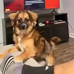 lost female dog lily