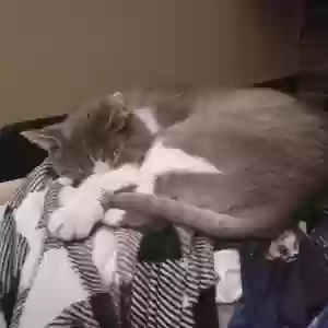 lost male cat unknown