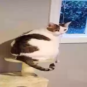 lost female cat alice