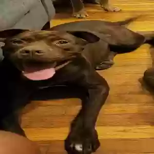 lost female dog princess