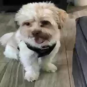 lost male dog cisco