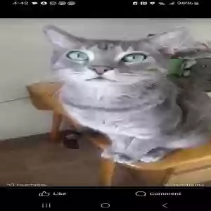 lost male cat bernie mac
