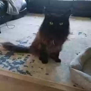 lost male cat beast