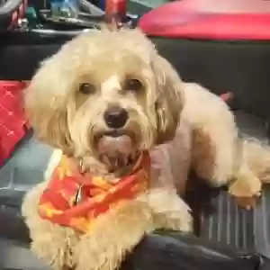 lost male dog bentley