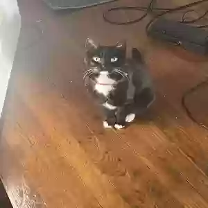 lost female cat little bit