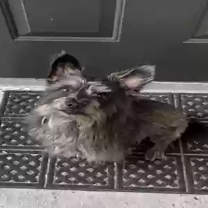 lost male dog meko