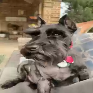 lost male dog rocky