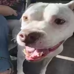 found female dog unknown