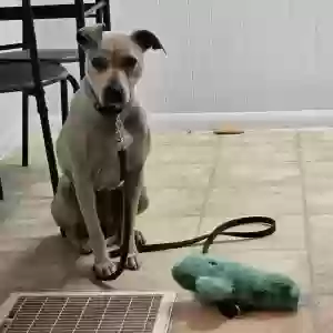 lost female dog sandy