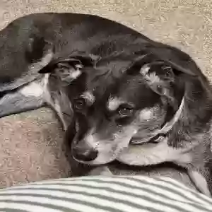 lost male dog crosby
