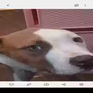 lost male dog draco