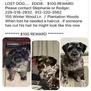lost male dog eddie