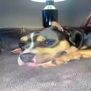 lost male dog draco