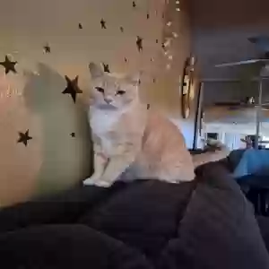lost male cat leo