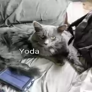 lost male cat yoda