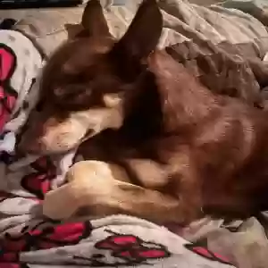lost female dog layla