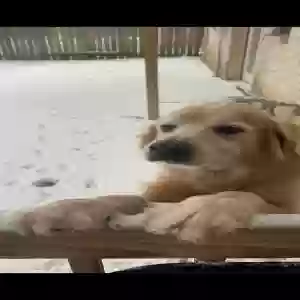 lost male dog bubba