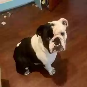 lost female dog harley
