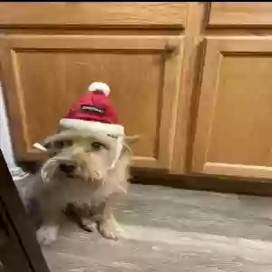 lost male dog unknown