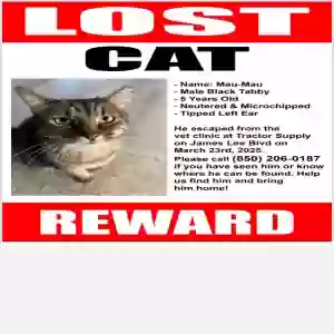 lost male cat mau mau